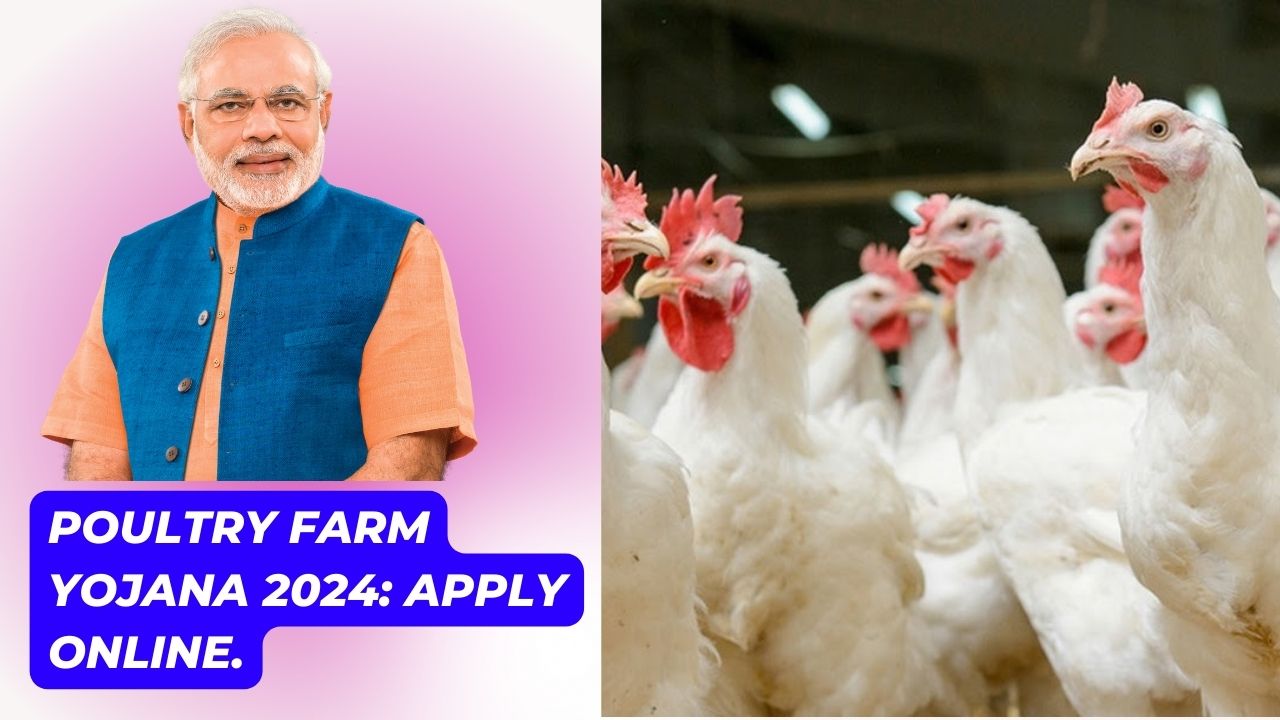 Poultry Farm Yojana 2024: 9 लाख रुपये का मुर्गी पालन ऋण, 33% सब्सिडी के साथ, यहां पढ़ें, government job portal details sarkariclerks